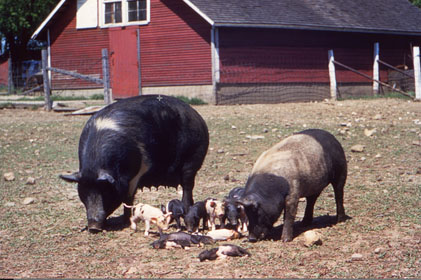 Brucellosis: This image depicts a sow with her new litter of piglets. Some of the newborn are dead, and others are sickly due to: a case of brucellosis, caused by the bacterium, Brucella suis. Swine brucellosis causes abortion, reduced milk production, and infertility. People can get the disease when they are in contact with infected animals or animal products contaminated with the bacteria. Animals that are most commonly infected include sheep, cattle, goats, pigs, and dogs, among others.  The most common way to be infected is by eating or drinking unpasteurized/raw dairy products. When sheep, goats, cows, or camels are infected, their milk becomes contaminated with the bacteria. If the milk from infected animals is not pasteurized, the infection will be transmitted to people who consume the milk and/or cheese products. Caption and Image from Centers for Disease Control and Prevention Public Health Image Library, Atlanta, GA)